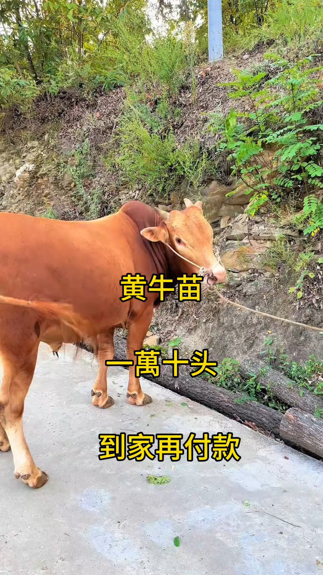 阿拉尔最新黄牛代办方法分析(最方便真实的阿拉尔黄牛代办网约车证方法)