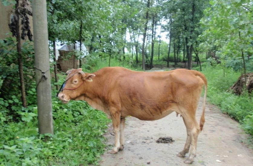 阿拉尔最新求一个套医保卡的黄牛是真的吗方法分析(最方便真实的阿拉尔求一个套医保卡的黄牛是真的吗还是假的方法)